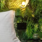 Mimosa Urban Habitation